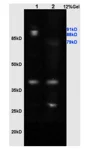 wb.webp
